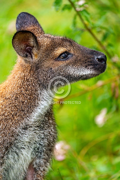 Profile portrait of a cute wallaby