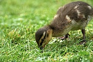 Mallard Duckling