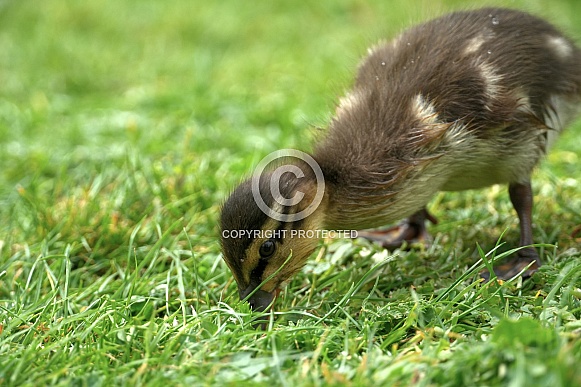 Mallard Duckling