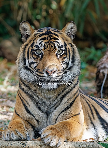 Bengal Tiger