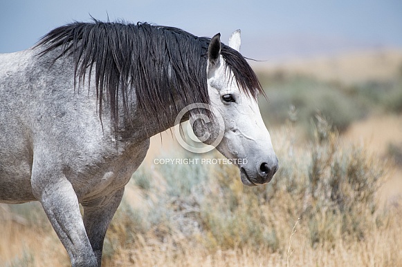 Wild Horses