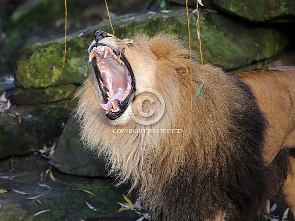 Lion (Panthera Leo)