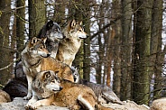 Wolf Pack. Grey Wolves