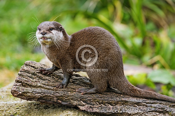 Otter posing