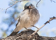 Mexican Blue Jay