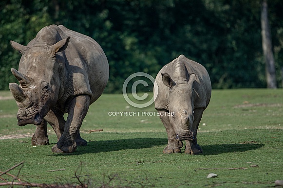 Rhinoceros Rhinoceros