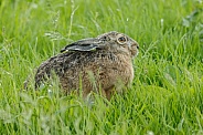 Hare