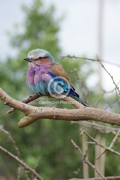 Lilac Breasted Roller