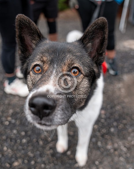 Close up head shot of an Akita Close up head shot of an Akita