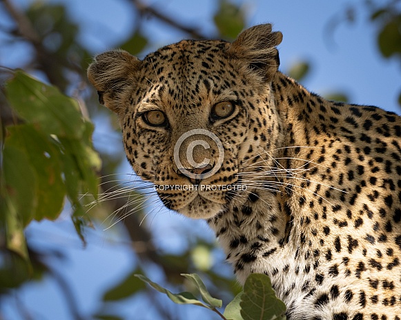 Leopard Leopard