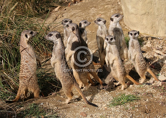 Meerkat Gang