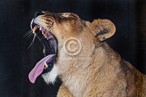 Lioness yawning