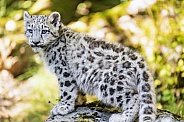Snow leopard cub