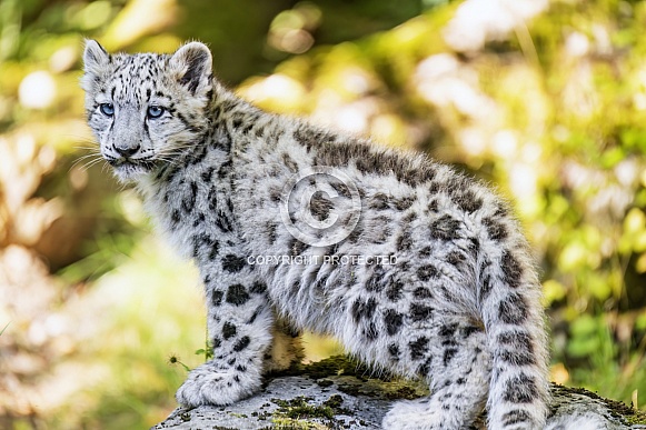 Snow leopard cub