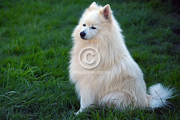 German Spitz Dog German Spitz Dog