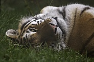 Amur Tiger Lying On Back Looking At Camera