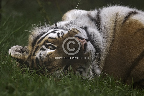 Amur Tiger Lying On Back Looking At Camera
