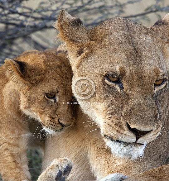 Lioness with her cub - Botswana