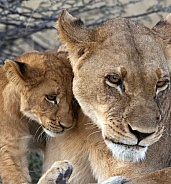 Lioness with her cub - Botswana