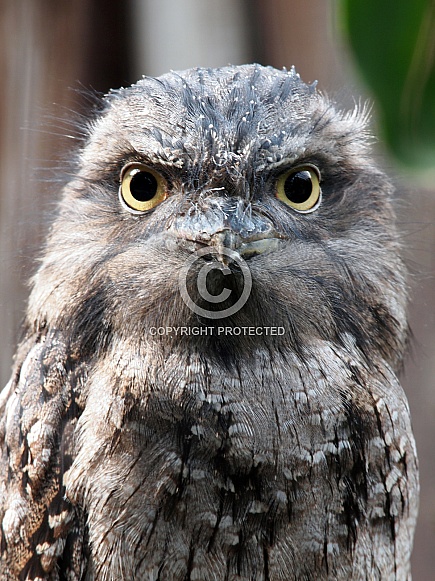 Tawny frogmouth (Podargus strigoides)