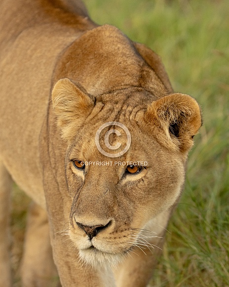 Close up of a lion in the morning