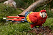 Scarlet Macaw Walking On Grass