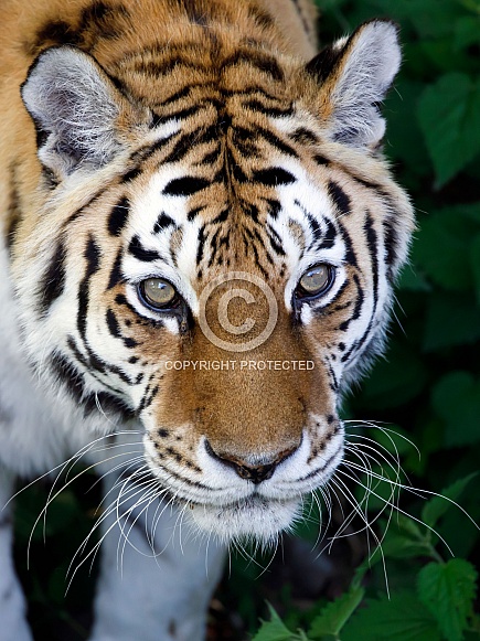 Siberian tiger, Amur tiger, (Panthera tigris tigris)