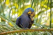 hyacinth macaw close up on a palm tree in the nature habitat