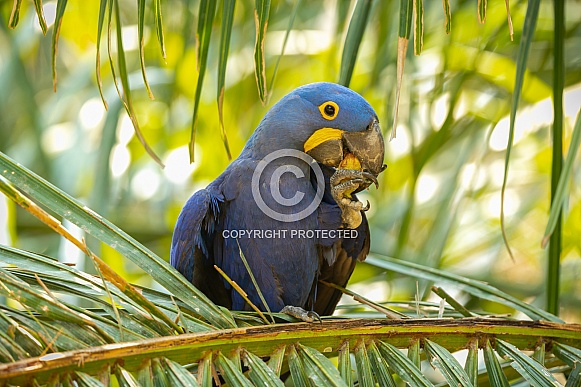 hyacinth macaw close up on a palm tree in the nature habitat