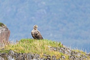 White tailed eagle or European Eagle