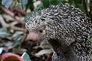 Brazilian porcupine (Coendou prehensilis)