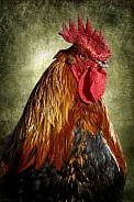 Rooster-King of the Roost