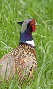 Pheasant