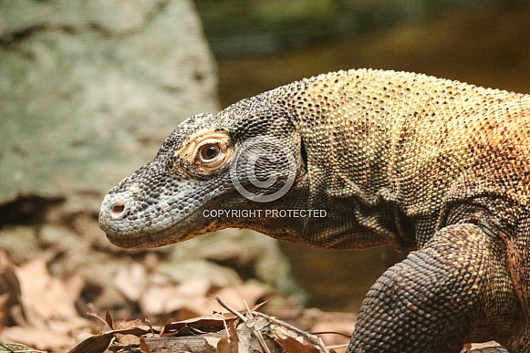 Komodo Dragon