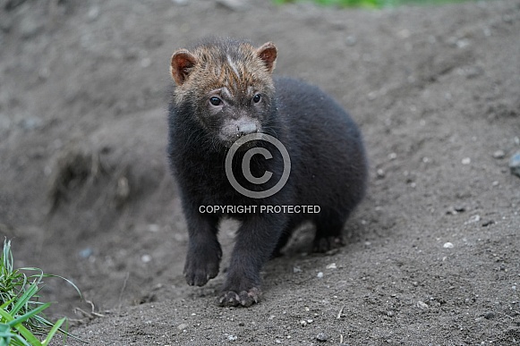 Bush Dog Bush Dog