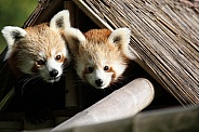 Male and Female Red Panda Peeking From Hut