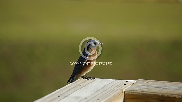 blue birds