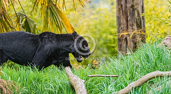 Black Leopard Black Leopard