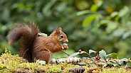 Red Squirrel