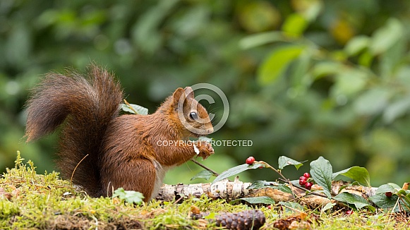 Red Squirrel Red Squirrel