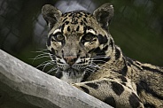 Clouded Leopard High Up