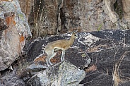 Klipspringer - Savuti region of Botswana