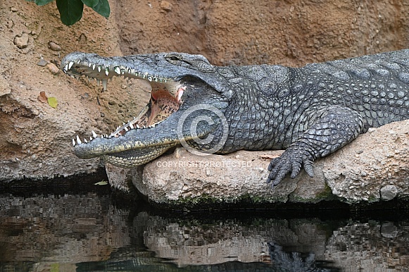 Nile Crocodile