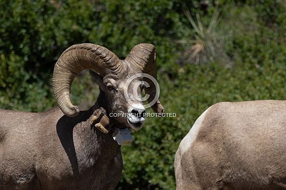 Big Horn Rams