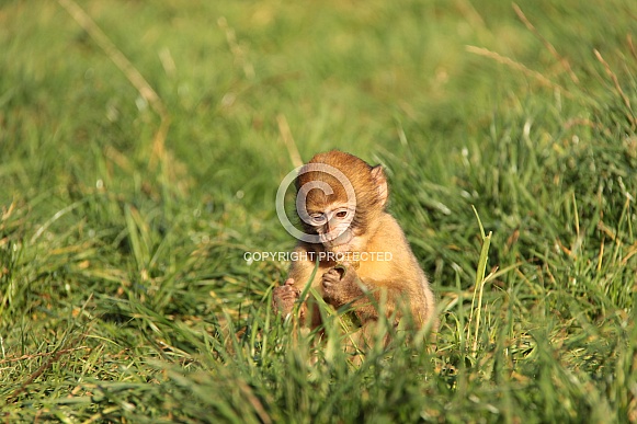 Barbary Macaque Baby
