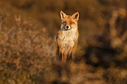 Red Fox