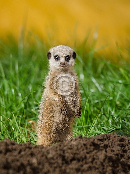 Meerkat