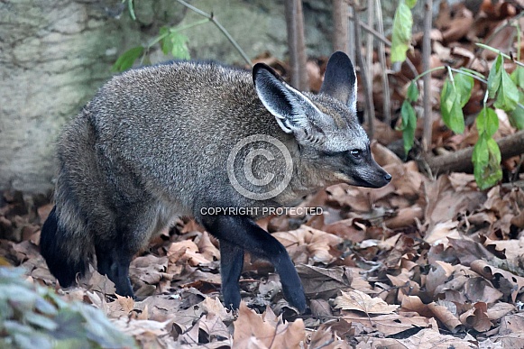 Bat Eared Fox (Otocyon megalotis)