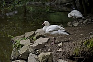 Snow Goose