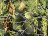 olive, plain feathers, forager, passeriformes, vermivora celata, passerine, migratory, female, closeup, songbird, wildlife, nature, perching, migratory birds, bird, warbler, common, alaska, orange-crowned, tit, springtime, spring, plain, southwest, s
